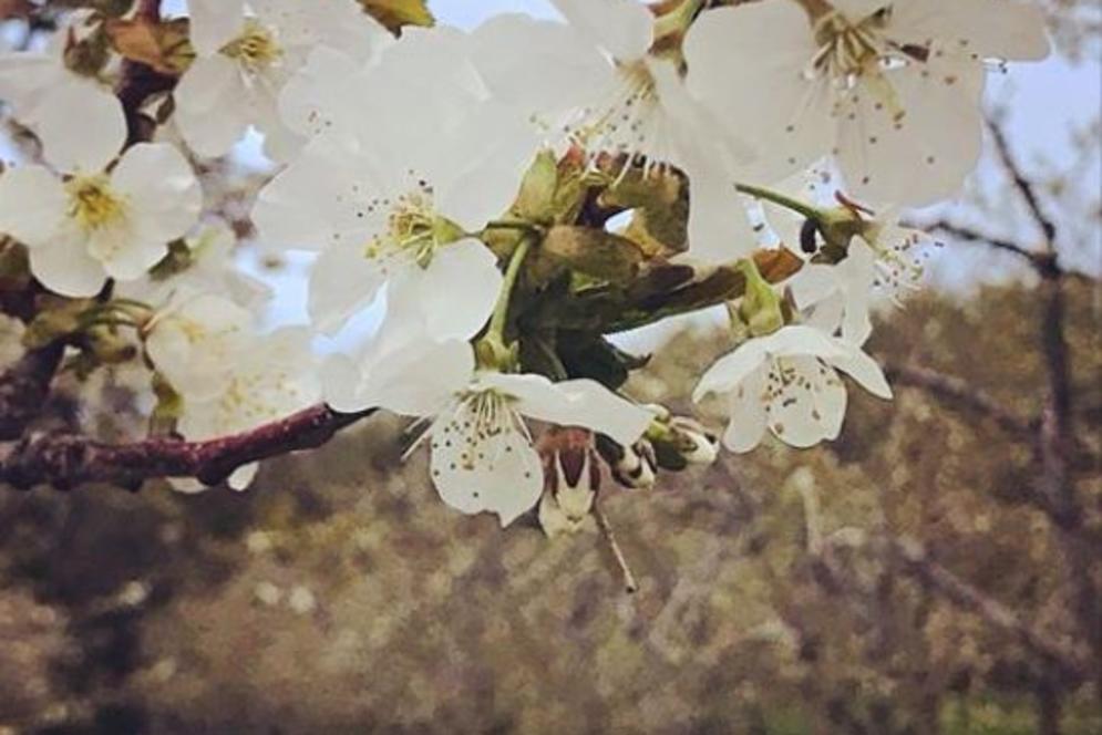 Cherry Blossoms in Leelanau County