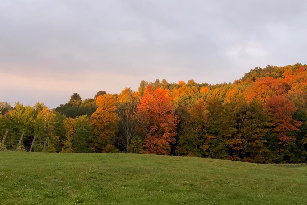 Fall Color in Leelanau County
