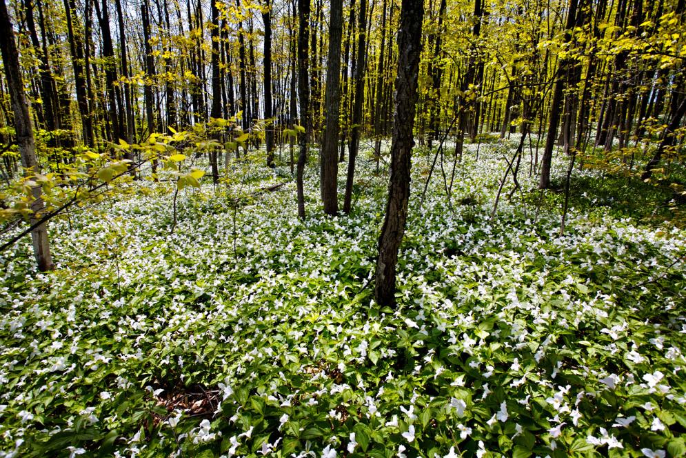 Trillium-Flower-Forrest-IMG_7866-2009-05-19-at-11-38-25-Copy
