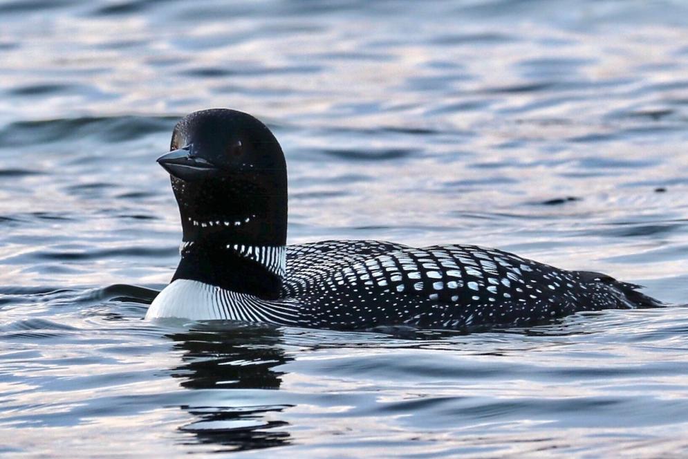 Loon on the Water in Traverse City, MI