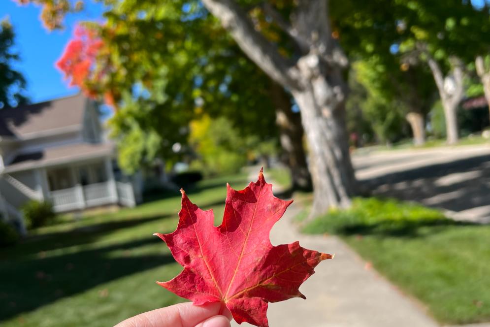 Fall color downtown TC