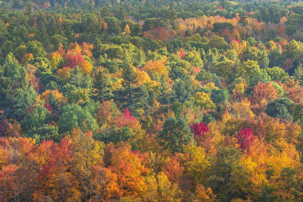 Fall Color in Traverse City, Michigan