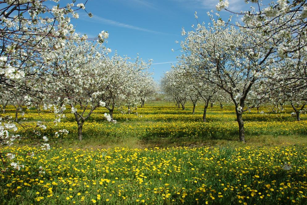 Cherry Blossoms on Old Mission Peninsula