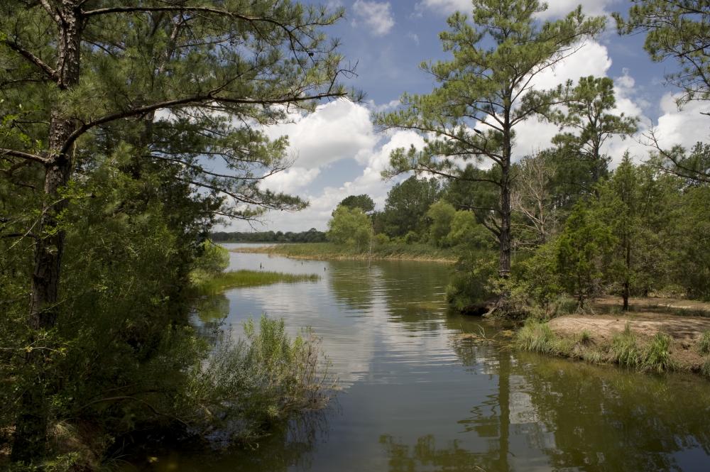 Lake and trees at Bastrop State Park in Bastrop Texas near Austin