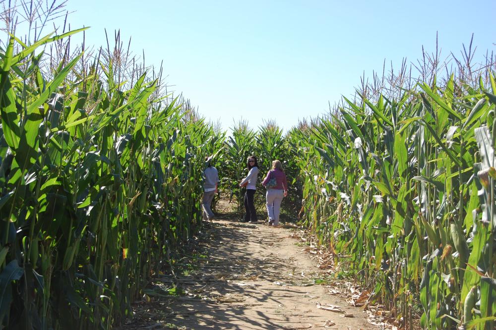 With family festivals throughout the year, fun is always in season at Shady Brook Farm!