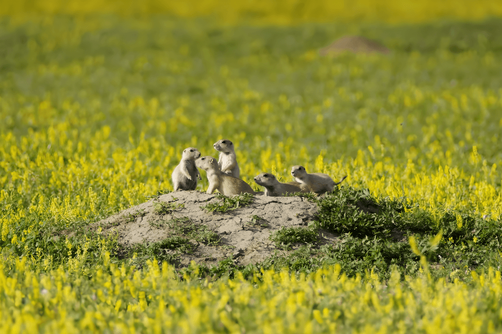 A family of prairie dogs on alert in a vibrant yellow wildflower field in Cheyenne, Wyoming.