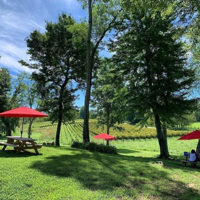 A view of the vineyard from the picnic tables at Dodon