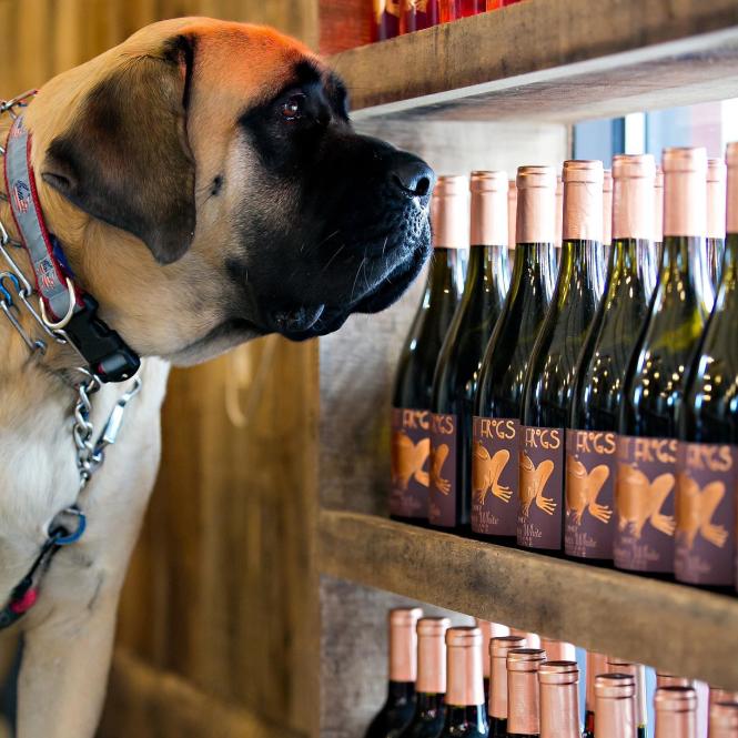 A dog looks at wine on display.