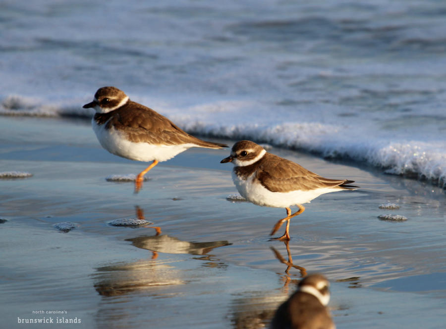 Bird_Plovers_watermark