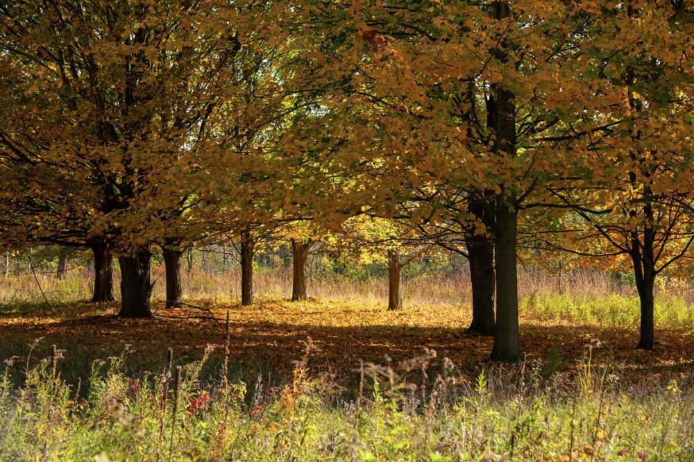 Matthaei Botanical Gardens Fall
