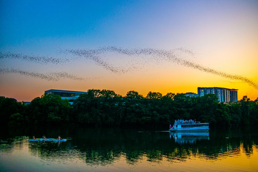 Image of Lady Bird Lake at sunset with a cloud of bats flying across the sky with a tour boat floating on the water below.