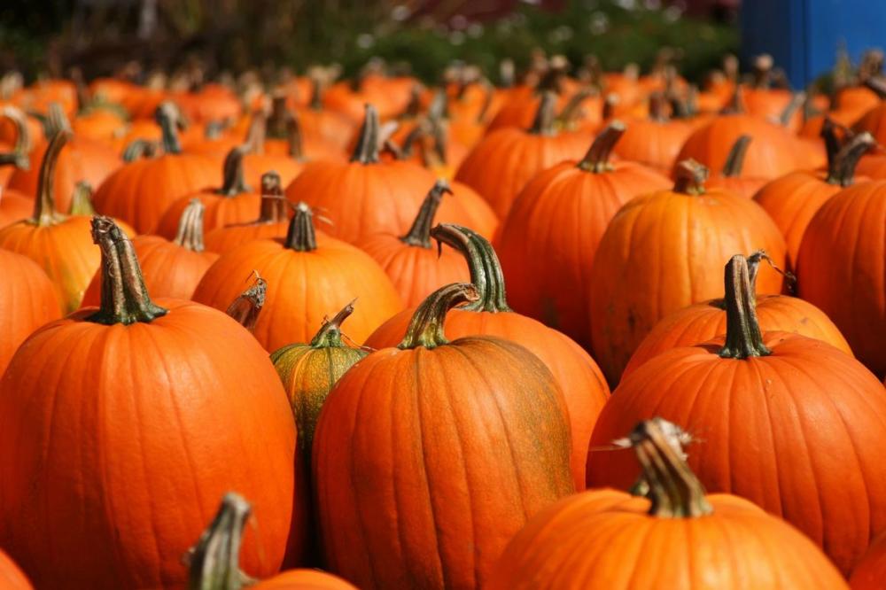 Whispering Pines Harvest Festival pumpkins