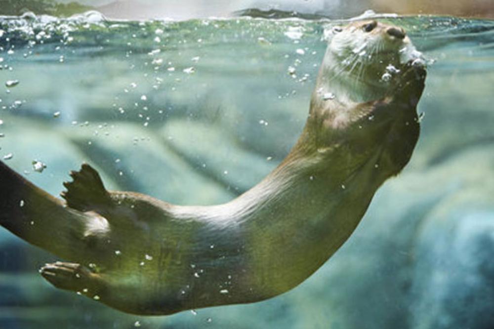 ecotarium-otter