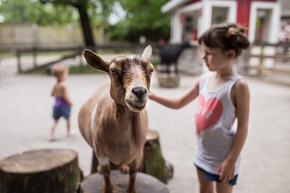 A goat being brushed in the Indiana Farm Exhibit at the Fort Wayne Children's Zoo in Indiana