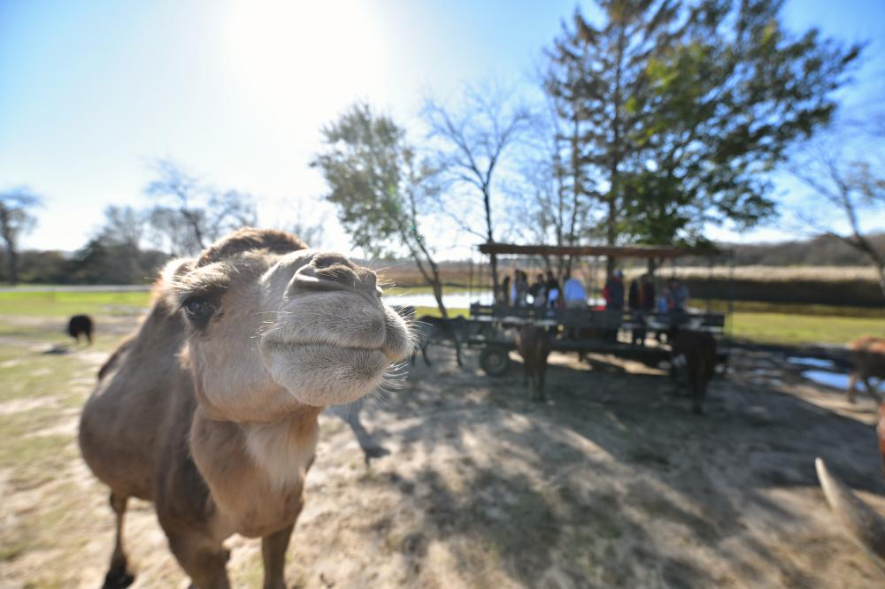 Safari Lake Geneva_Camel