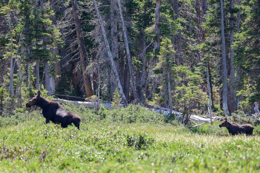 Experience Laradise in Any Season - Mom and Baby Moose - Brian Harrington