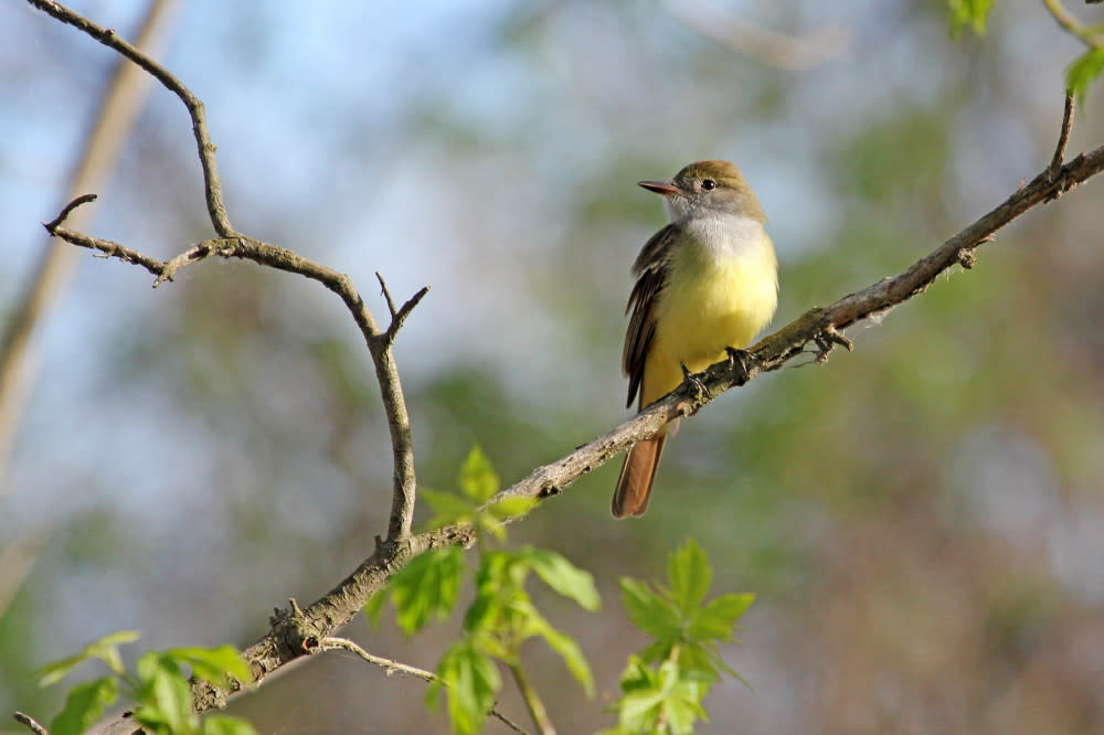 Photo Credit: Great Crested Flycatcher by Gary Rasmussen/Audubon Photography Awards