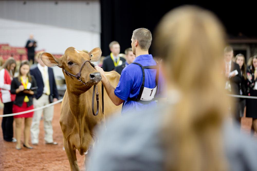 A man shows off a brown cow in the center of a ring with people surrounding him at the World Dairy Expo