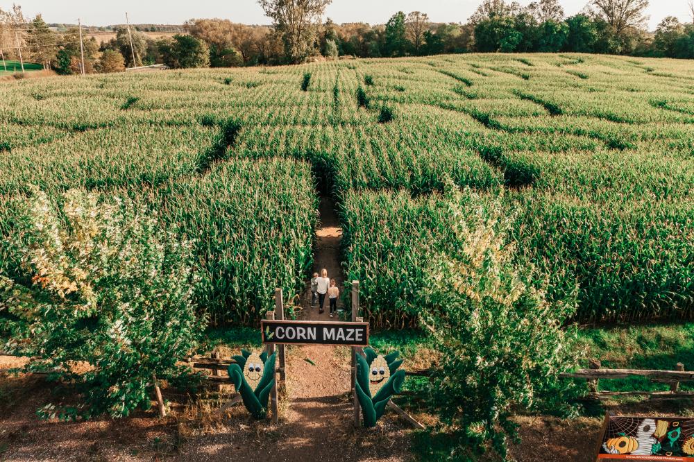 corn maze