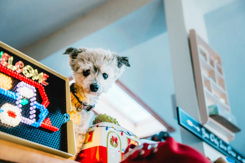 small dog on a shelf