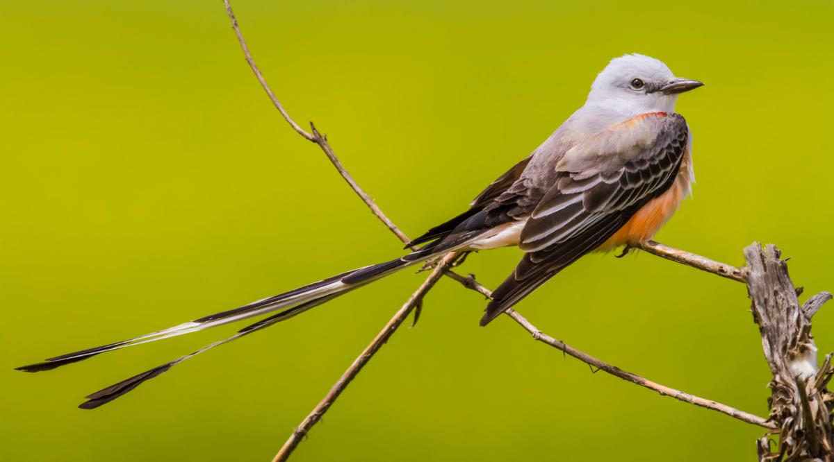 Vic Prislipsky/Audubon Photography Awards