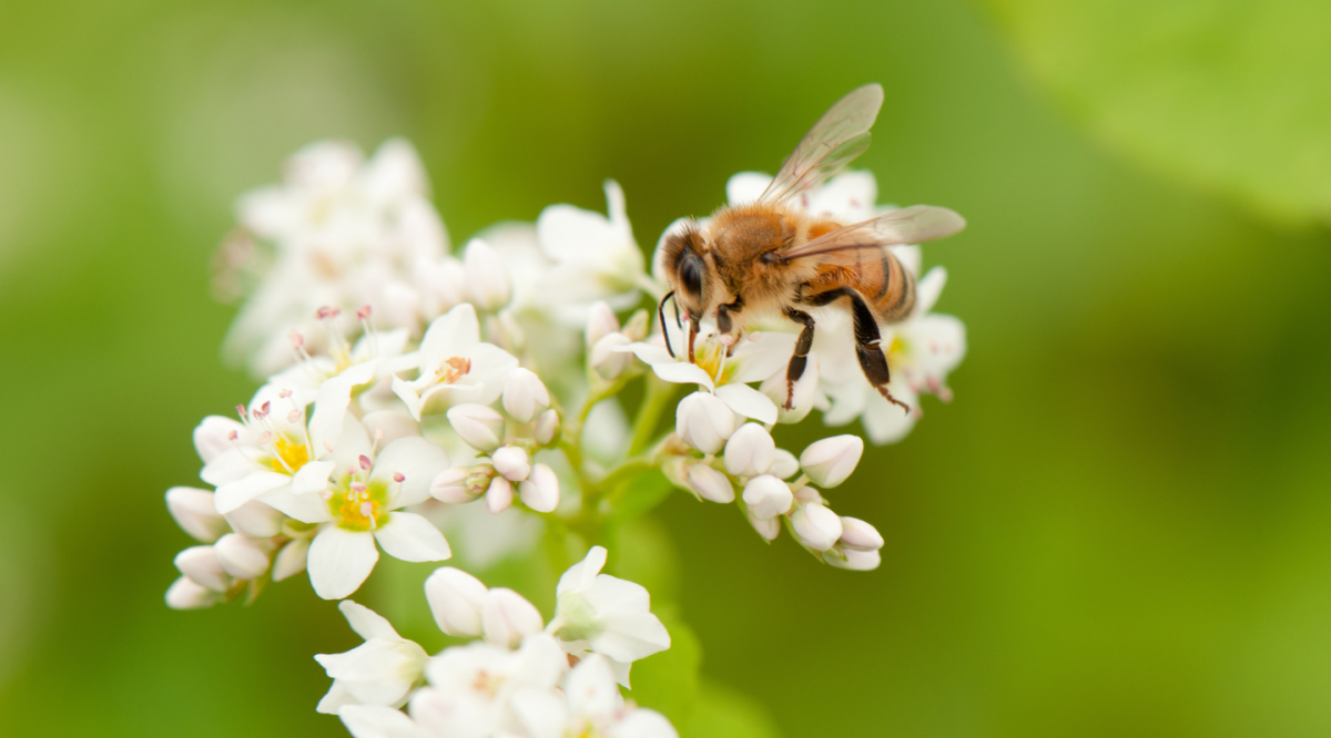Bees