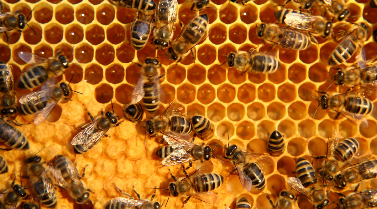 Bees Honey