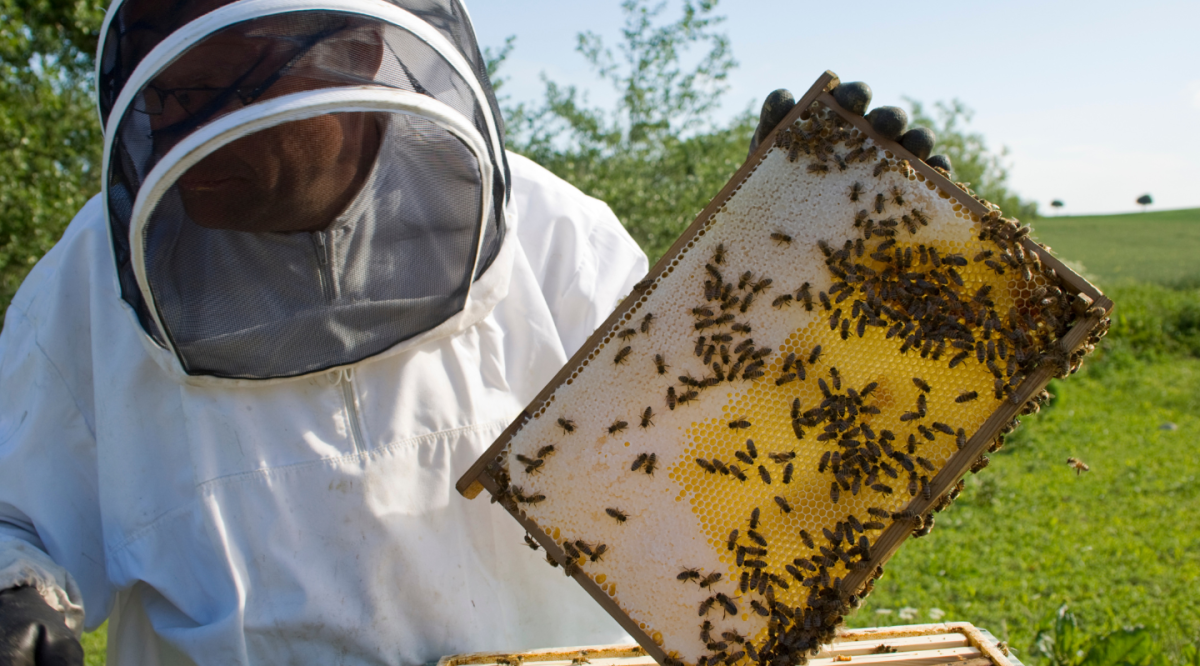 Bee keeper