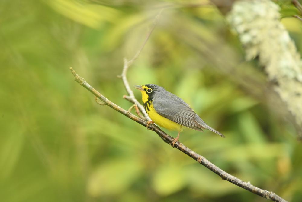 Canada-Warbler