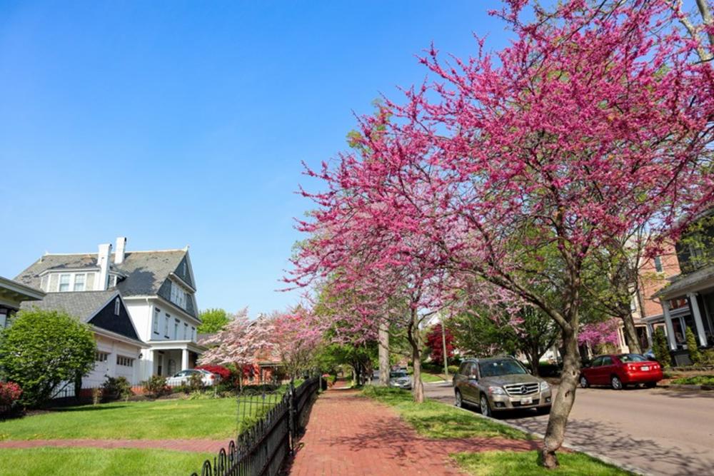 Historic-Distric-Redbuds-Farrell