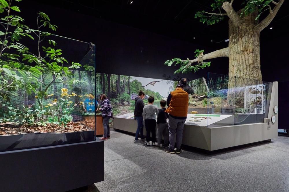 inside U-M Museum of natural history