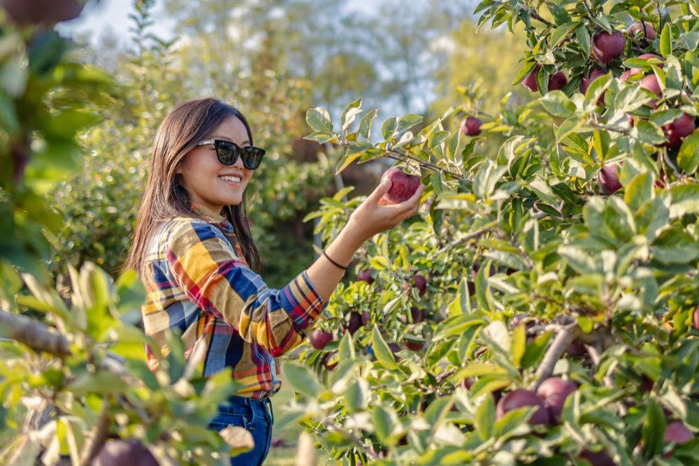 Woman wearing sunglasses and flannel shirt picks a red apple from a leafy green tree.