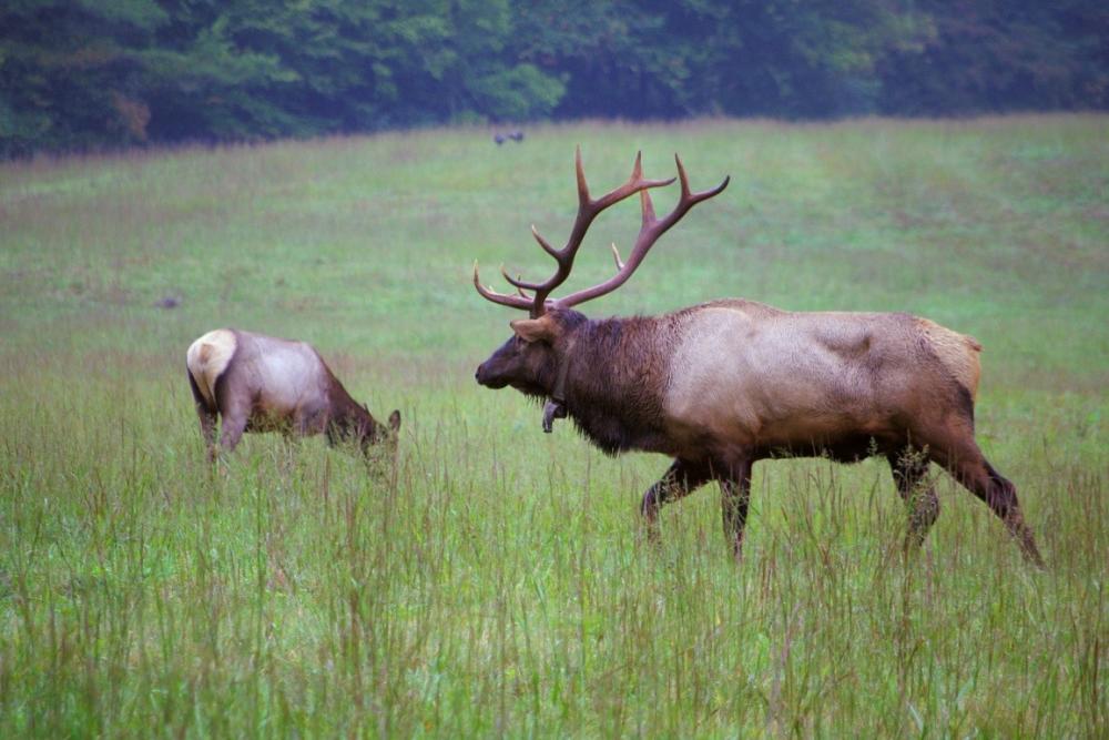 An Evening with the Elk