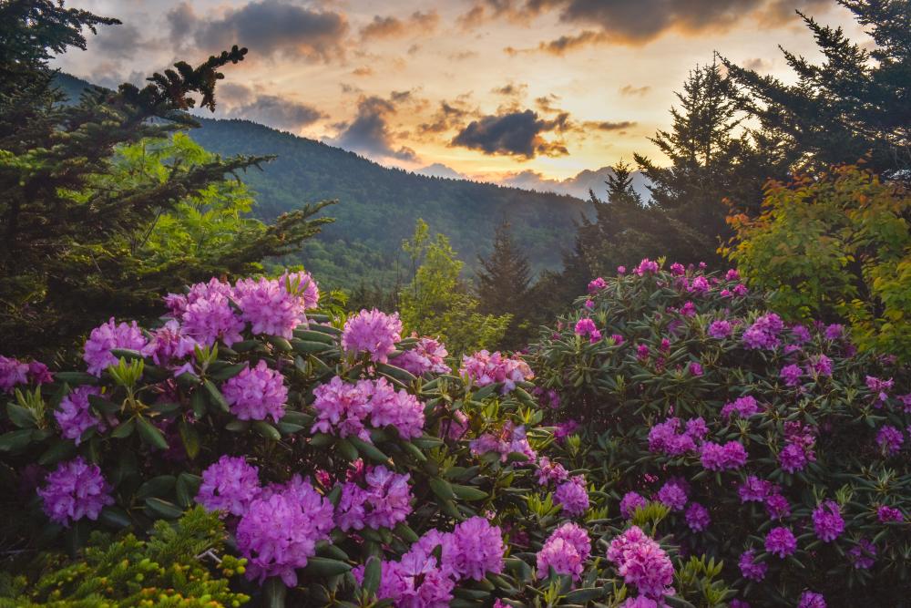 Rhododendron Blooms