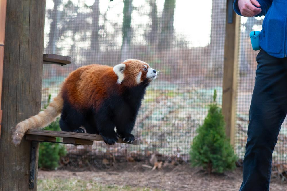 Red Panda Exhibit at WNC Nature Center