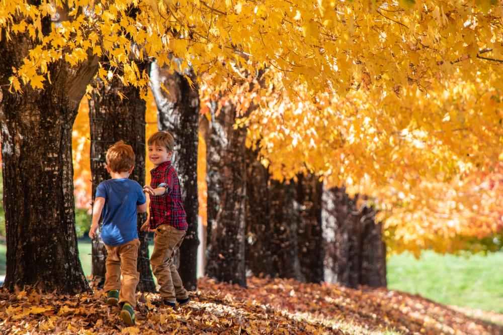 Little boys play under the fall leaves at the North Carolina Arboretum in Asheville, NC