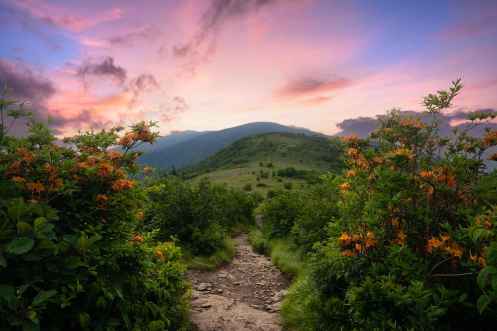 Scenic vista of Roan Mountain with orange azaleas in foreground