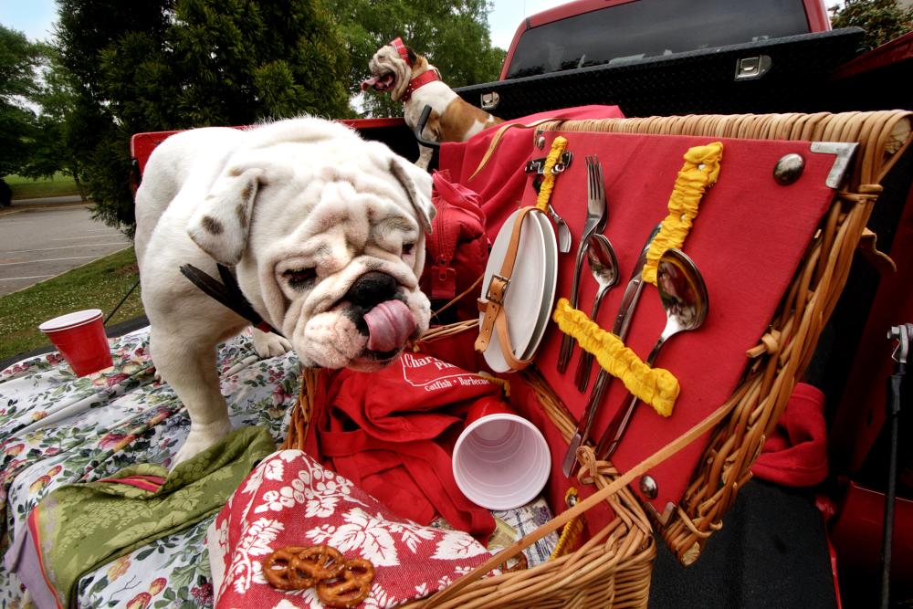 Bulldog picnic basket tailgate in Athens, GA