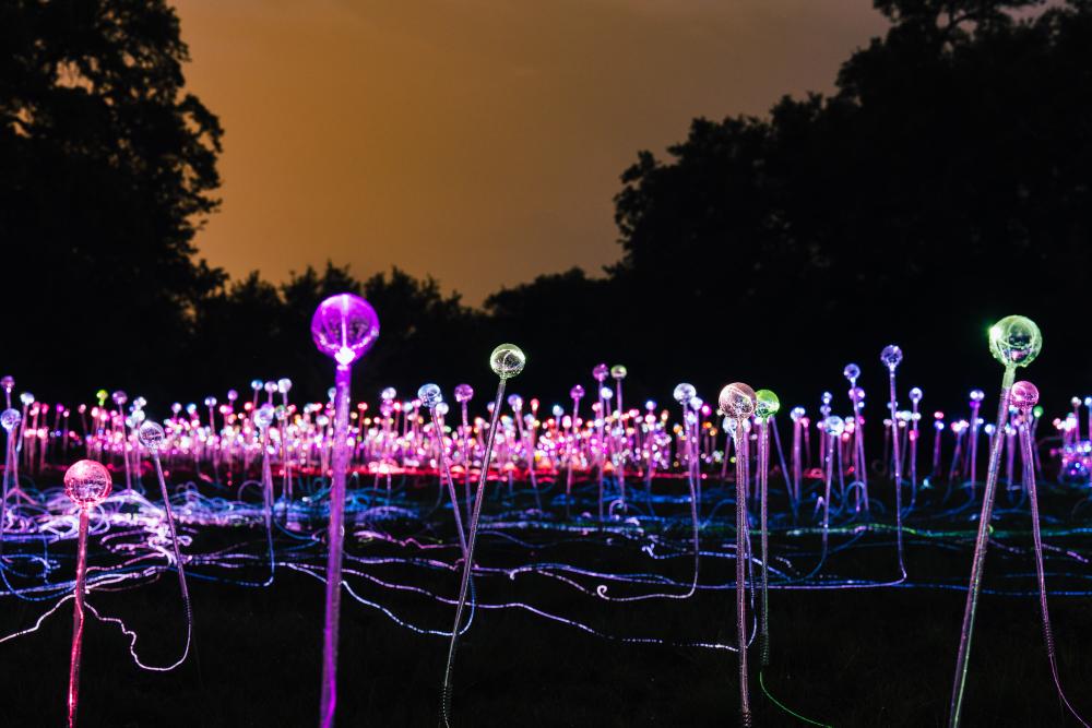 Birds eye view of field of electric light blub art installation at Lady Bird Johnson Wildflower Center