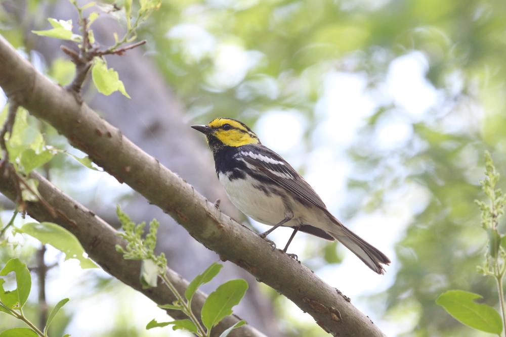 A Golden-cheeked Warbler bird perched on a tree branch