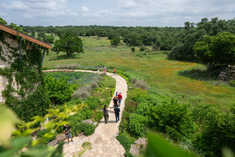 Photo from above looking down on a group of people walking down a garden path surrounded by flower fields at the Lady Bird Johnson Wildflower Center.