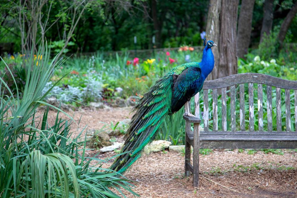 Peacock at Mayfield Park and Preserve in austin texas