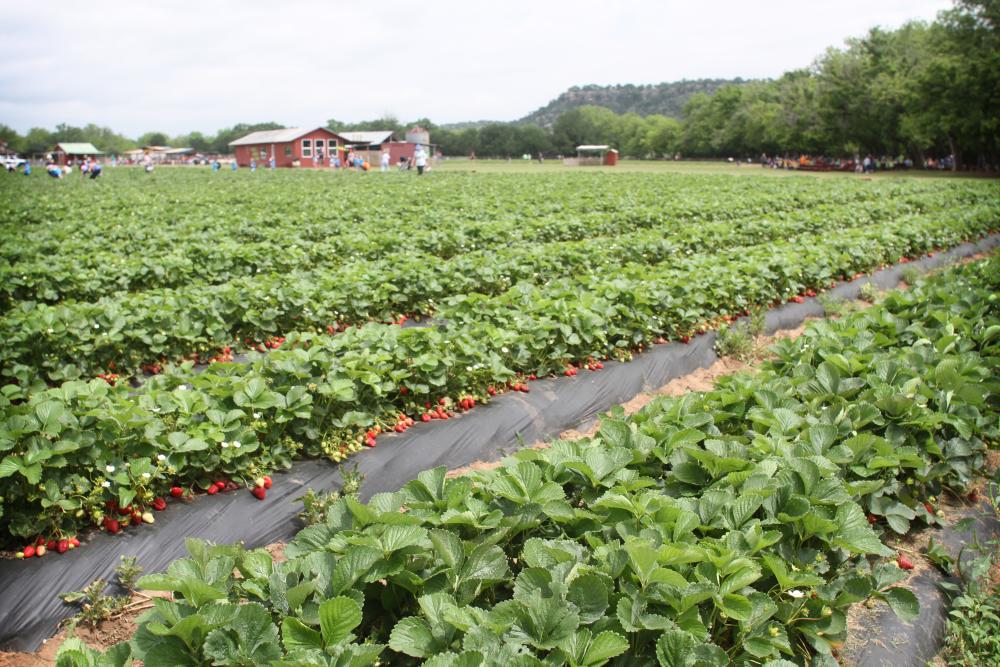 Field of Strawberries at Sweet Berry Farm in Marble Falls TX