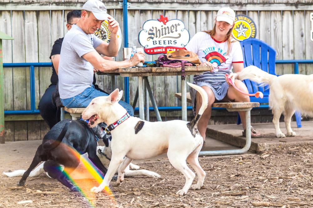 People sitting at outdoor picnic table with drinks while dogs play around them.