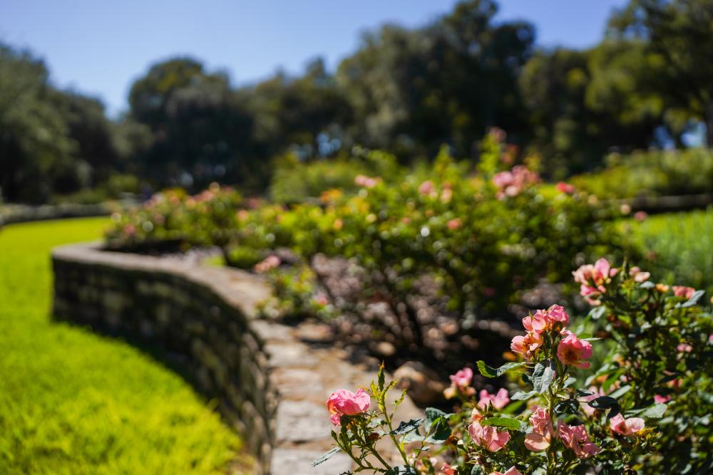Close-up photos of rose bushes with pink blooms planted in a raised stone garden bed at Zilker Botanical Garden.