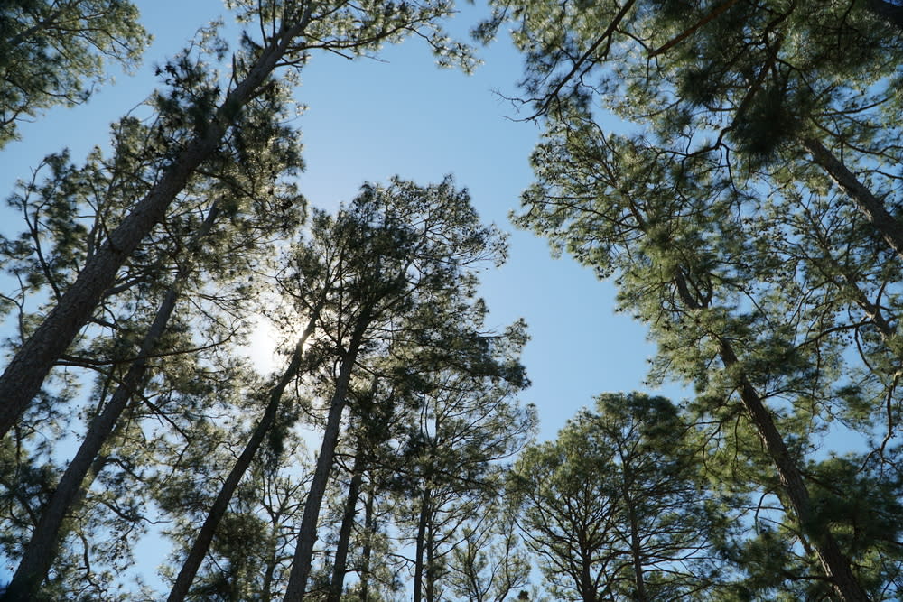 Bastrop State Park - Stock