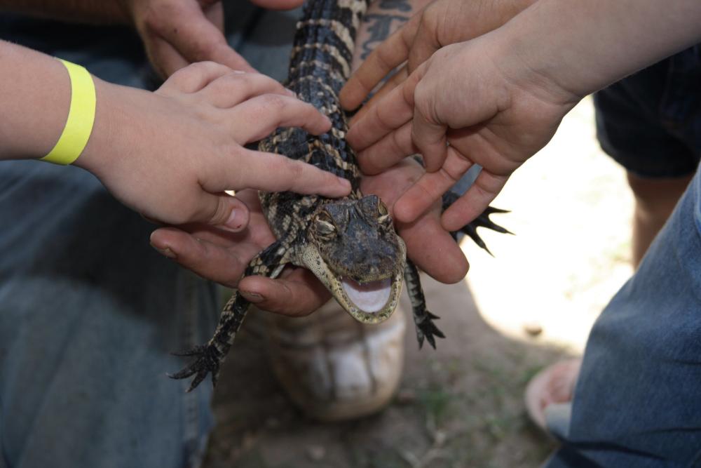 Baby Alligator at Gator Country in Beaumont, TX
