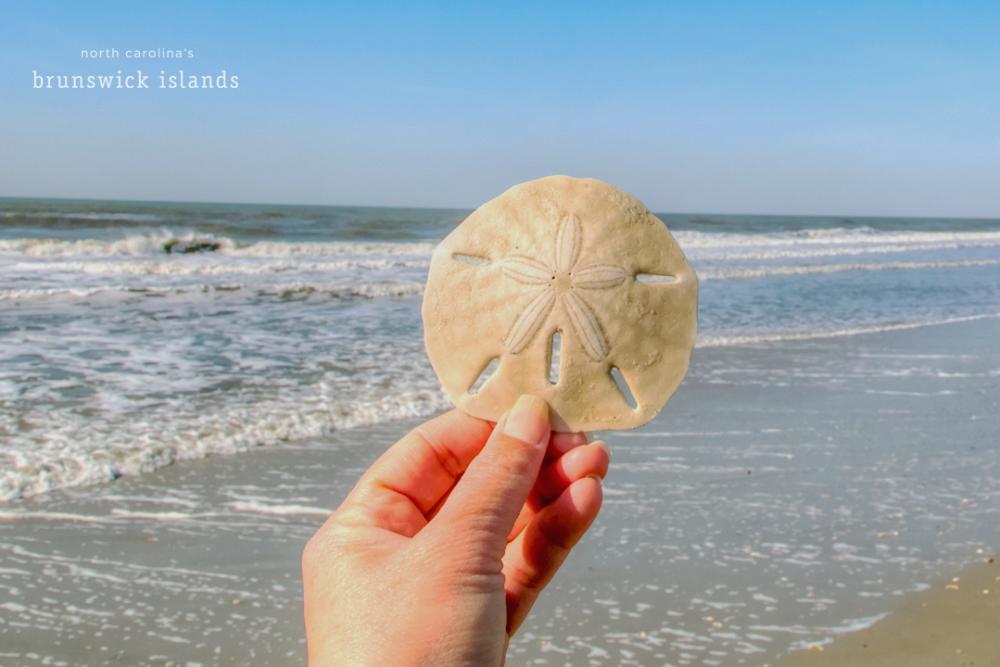 Why are there so many sand dollars on Ocean Beach?