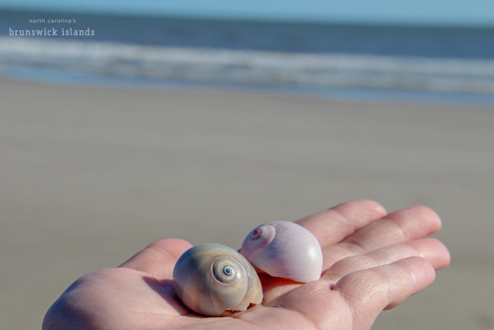 Moon Snail Shell