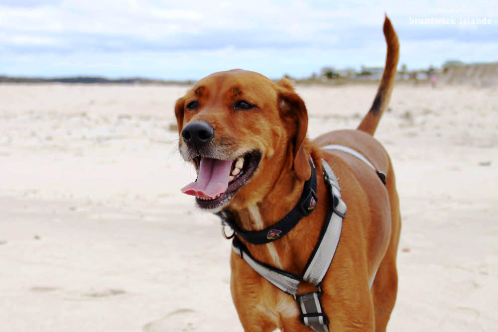 brown medium sized dog on the beach